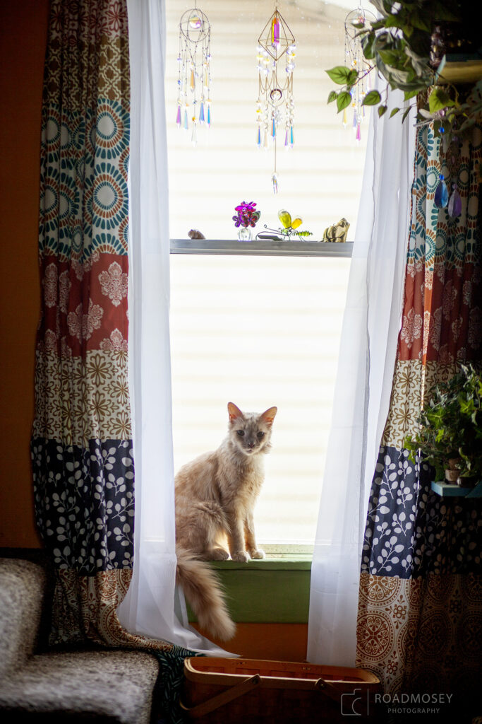 Bottles, the cat