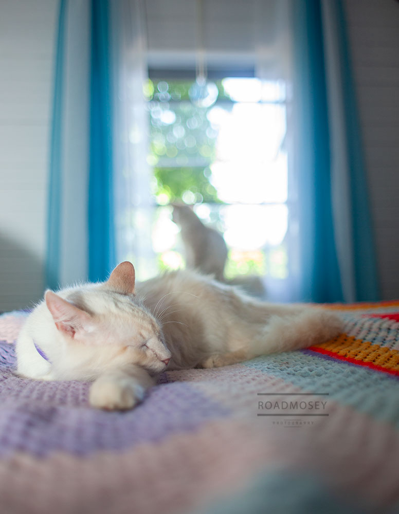 Rainy days and Catnaps